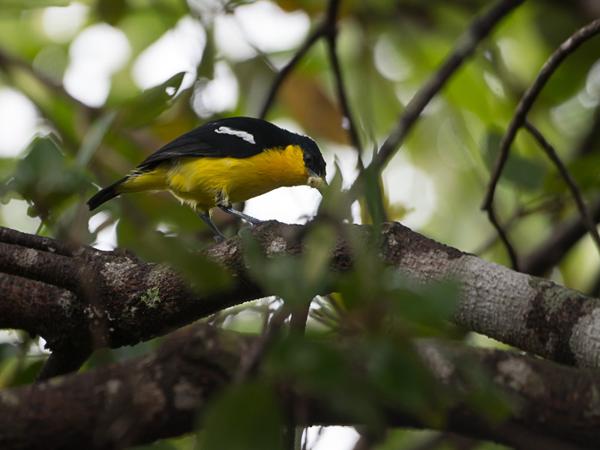 <h3><a href="/trips/srilanka/biota/animalia/chordata/aves/040 passeriformes/042 aegithinidae/aegithina tiphia/aegithina tiphia-nl.html">Aegithina&nbsp;tiphia</a> / Common&nbsp;iora / Gewone&nbsp;iora</h3>NIKON D500 met AF-S Nikkor 80-400mm f/4.5-5.6G ED VR, 1/100 sec  bij F5.6, ISO 800, afstand 5.01&nbsp;m